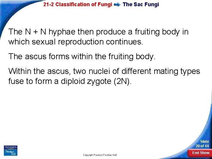 21 -2 Classification of Fungi The Sac Fungi The N + N hyphae then
