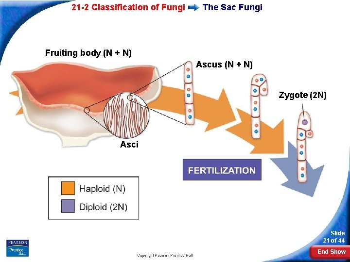21 -2 Classification of Fungi The Sac Fungi Fruiting body (N + N) Ascus
