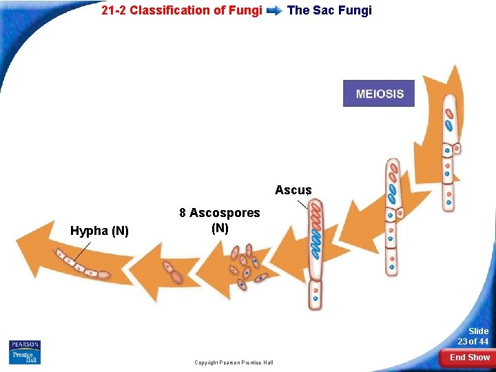 21 -2 Classification of Fungi The Sac Fungi Ascus Hypha (N) 8 Ascospores (N)