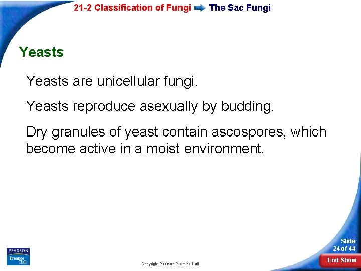 21 -2 Classification of Fungi The Sac Fungi Yeasts are unicellular fungi. Yeasts reproduce