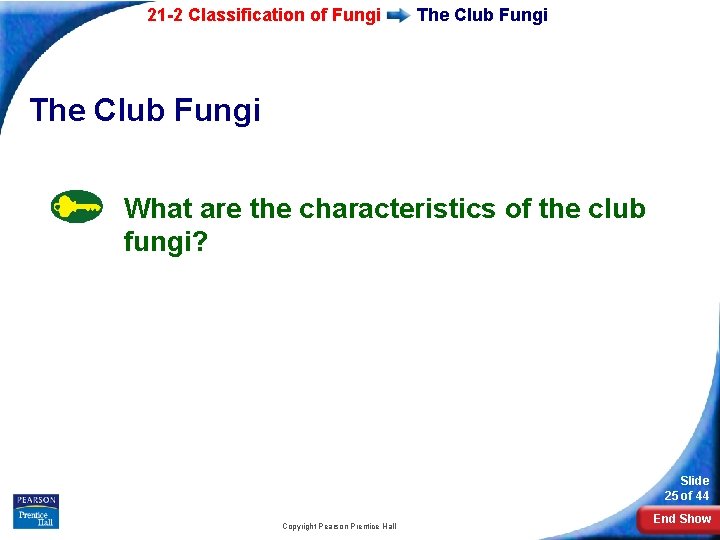 21 -2 Classification of Fungi The Club Fungi What are the characteristics of the