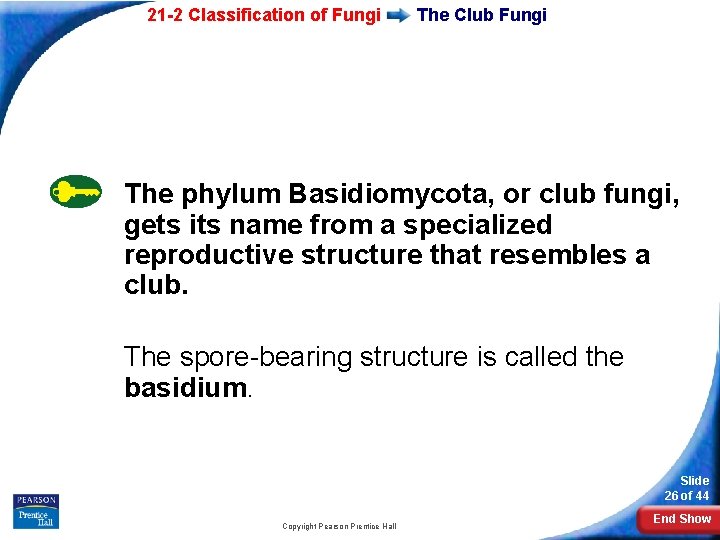 21 -2 Classification of Fungi The Club Fungi The phylum Basidiomycota, or club fungi,