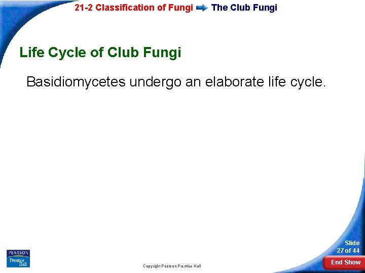 21 -2 Classification of Fungi The Club Fungi Life Cycle of Club Fungi Basidiomycetes