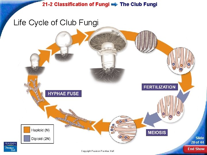 21 -2 Classification of Fungi The Club Fungi Life Cycle of Club Fungi Slide