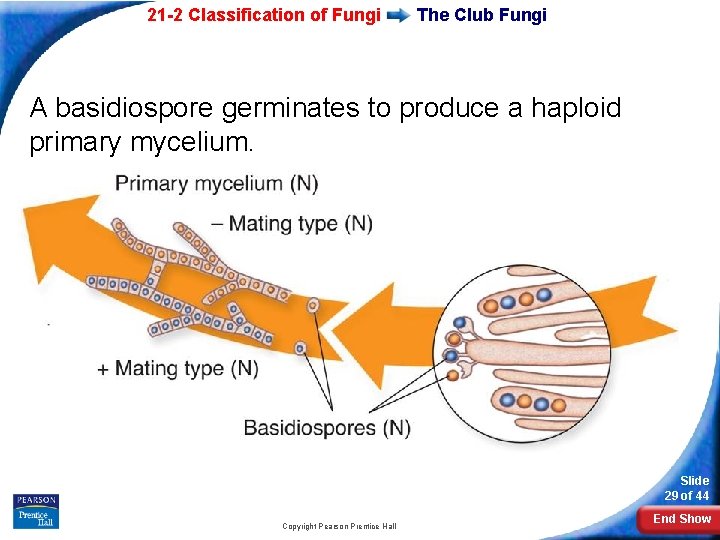 21 -2 Classification of Fungi The Club Fungi A basidiospore germinates to produce a