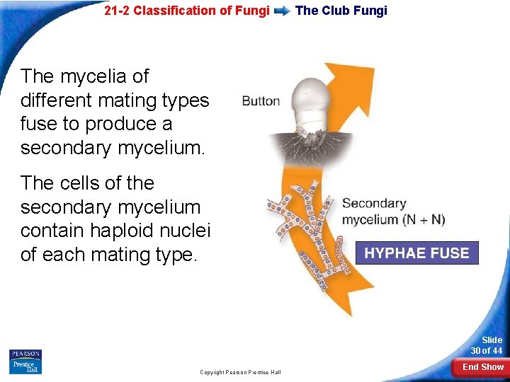 21 -2 Classification of Fungi The Club Fungi The mycelia of different mating types