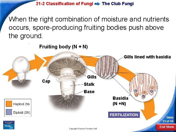 21 -2 Classification of Fungi The Club Fungi When the right combination of moisture