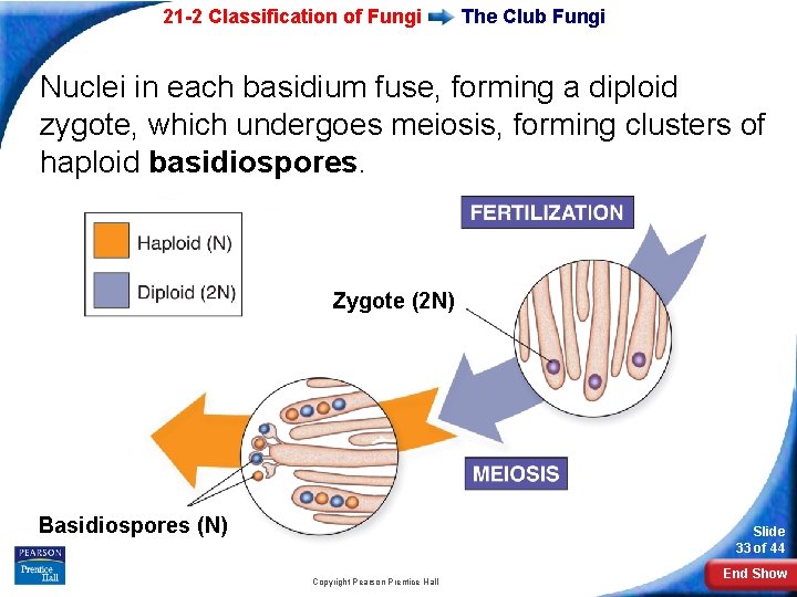 21 -2 Classification of Fungi The Club Fungi Nuclei in each basidium fuse, forming