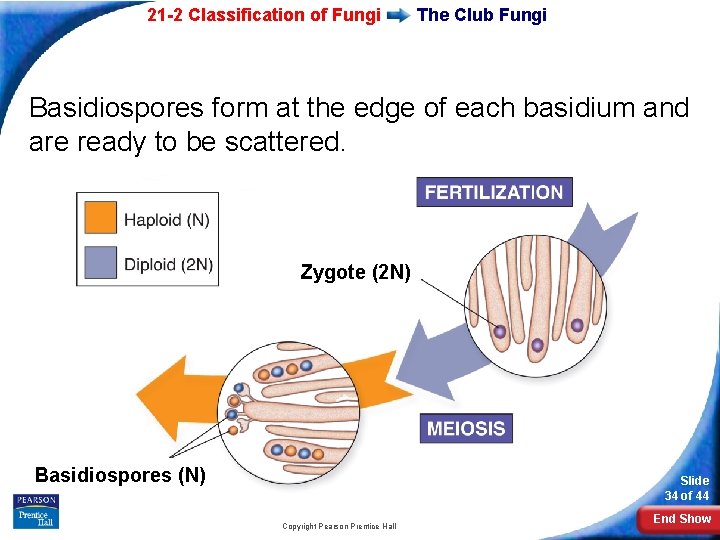 21 -2 Classification of Fungi The Club Fungi Basidiospores form at the edge of