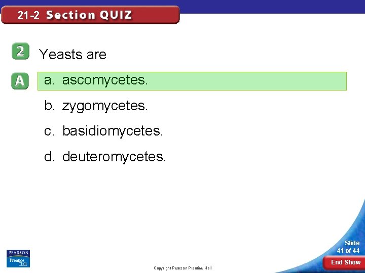 21 -2 Yeasts are a. ascomycetes. b. zygomycetes. c. basidiomycetes. d. deuteromycetes. Slide 41