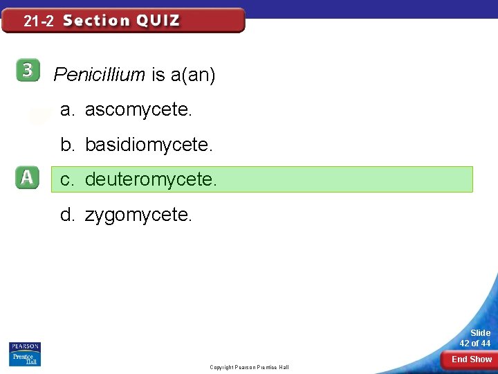 21 -2 Penicillium is a(an) a. ascomycete. b. basidiomycete. c. deuteromycete. d. zygomycete. Slide