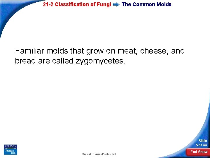 21 -2 Classification of Fungi The Common Molds Familiar molds that grow on meat,