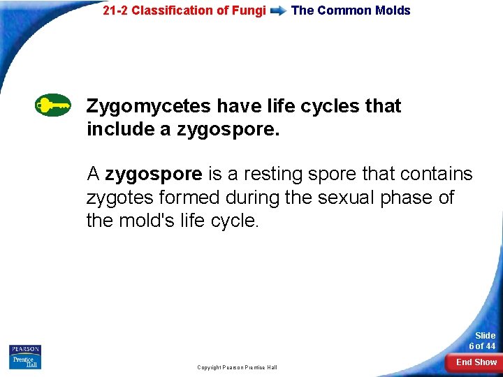 21 -2 Classification of Fungi The Common Molds Zygomycetes have life cycles that include
