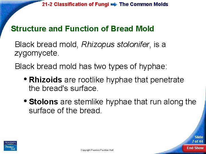 21 -2 Classification of Fungi The Common Molds Structure and Function of Bread Mold