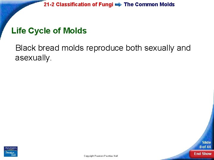 21 -2 Classification of Fungi The Common Molds Life Cycle of Molds Black bread