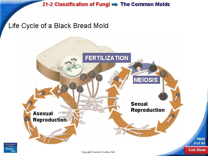 21 -2 Classification of Fungi The Common Molds Life Cycle of a Black Bread
