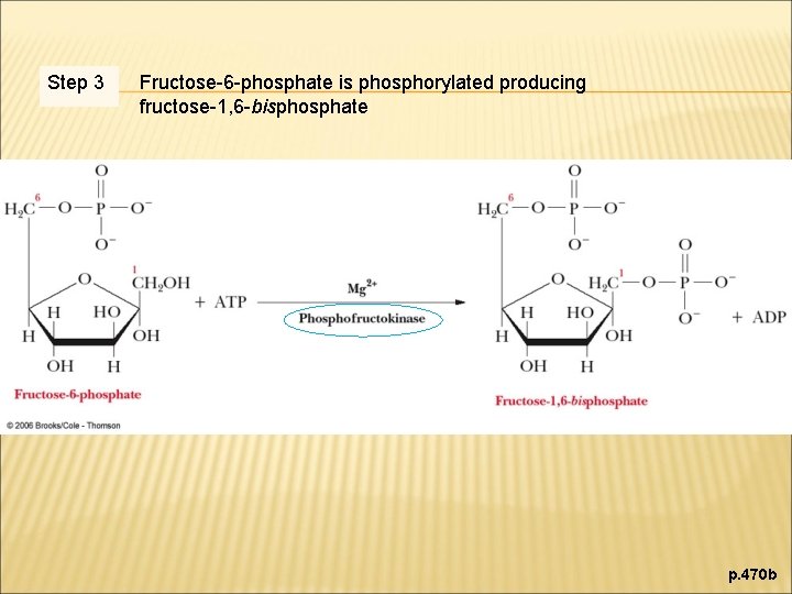 Step 3 Fructose-6 -phosphate is phosphorylated producing fructose-1, 6 -bisphosphate p. 470 b 