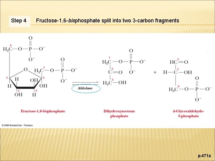 Step 4 Fructose-1, 6 -bisphosphate split into two 3 -carbon fragments p. 471 a