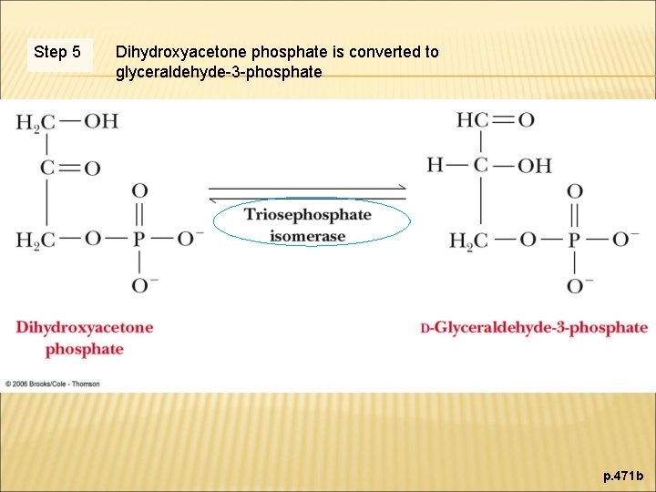 Step 5 Dihydroxyacetone phosphate is converted to glyceraldehyde-3 -phosphate p. 471 b 