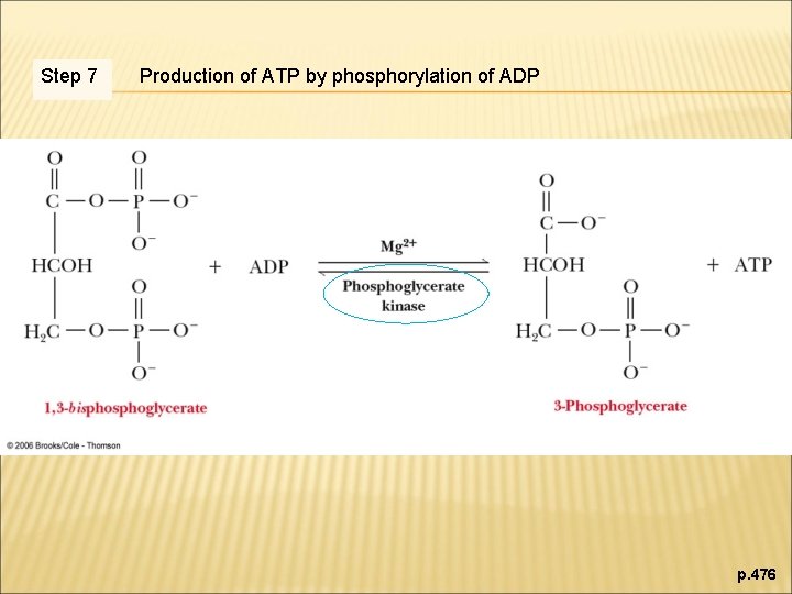 Step 7 Production of ATP by phosphorylation of ADP p. 476 