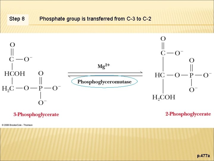 Step 8 Phosphate group is transferred from C-3 to C-2 p. 477 a 