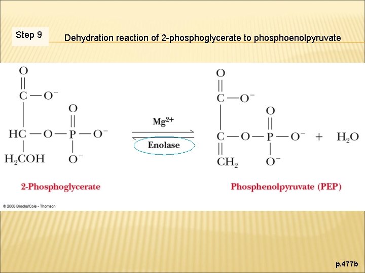 Step 9 Dehydration reaction of 2 -phosphoglycerate to phosphoenolpyruvate p. 477 b 