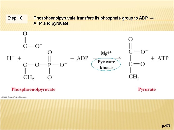 Step 10 Phosphoenolpyruvate transfers its phosphate group to ADP → ATP and pyruvate p.