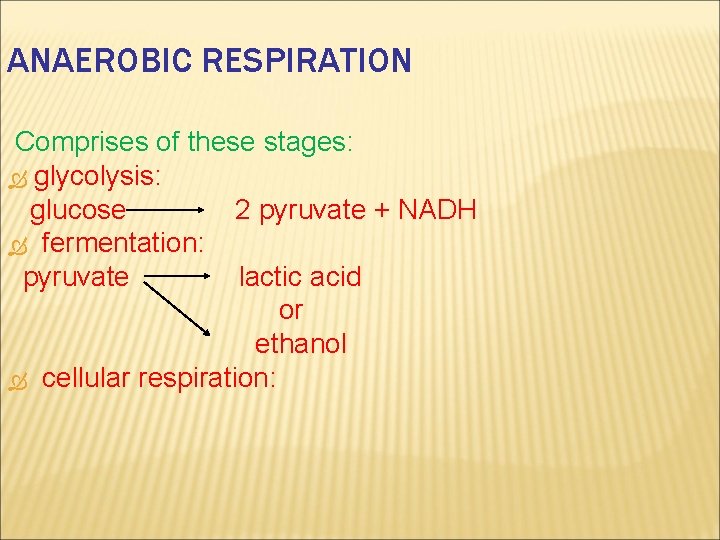 ANAEROBIC RESPIRATION Comprises of these stages: glycolysis: glucose 2 pyruvate + NADH fermentation: pyruvate