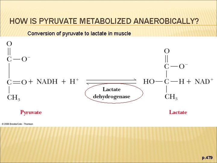 HOW IS PYRUVATE METABOLIZED ANAEROBICALLY? Conversion of pyruvate to lactate in muscle p. 479