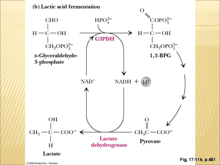 Fig. 17 -11 b, p. 481 