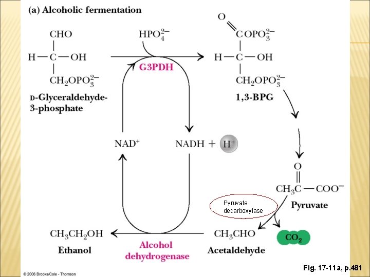 Pyruvate decarboxylase Fig. 17 -11 a, p. 481 