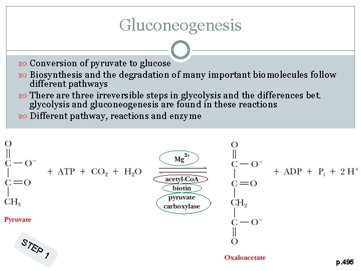 Gluconeogenesis Conversion of pyruvate to glucose Biosynthesis and the degradation of many important biomolecules