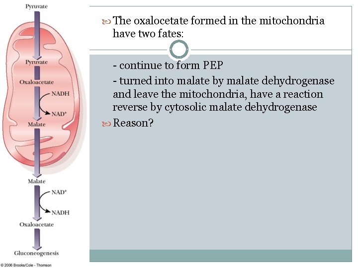  The oxalocetate formed in the mitochondria have two fates: - continue to form