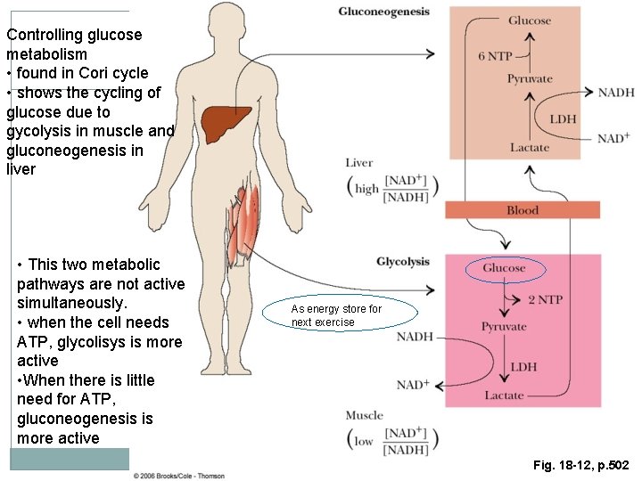 Controlling glucose metabolism • found in Cori cycle • shows the cycling of glucose