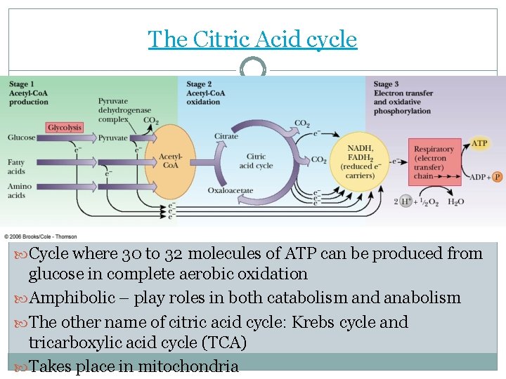 The Citric Acid cycle Cycle where 30 to 32 molecules of ATP can be