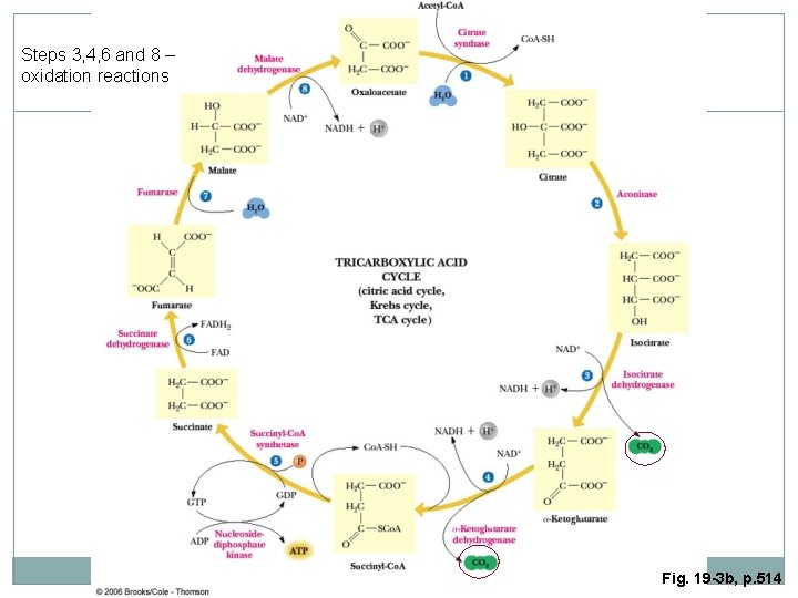 Steps 3, 4, 6 and 8 – oxidation reactions Fig. 19 -3 b, p.