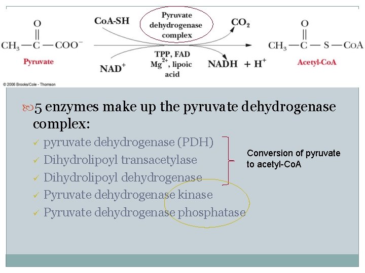  5 enzymes make up the pyruvate dehydrogenase complex: ü ü ü pyruvate dehydrogenase