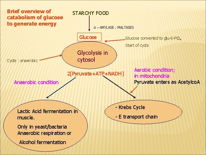 Brief overview of catabolism of glucose to generate energy STARCHY FOOD α – AMYLASE