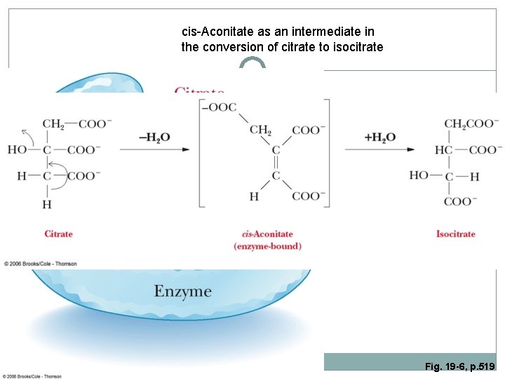 cis-Aconitate as an intermediate in the conversion of citrate to isocitrate Fig. 19 -6,
