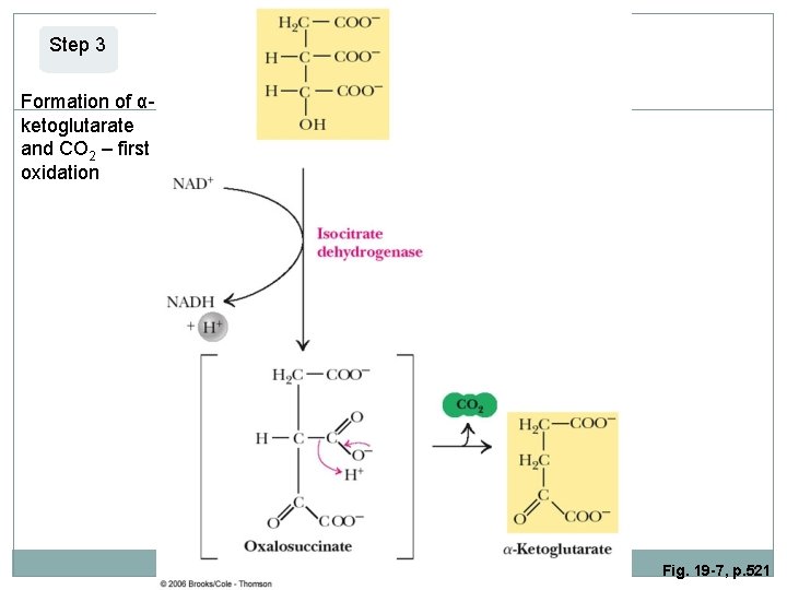 Step 3 Formation of αketoglutarate and CO 2 – first oxidation Fig. 19 -7,