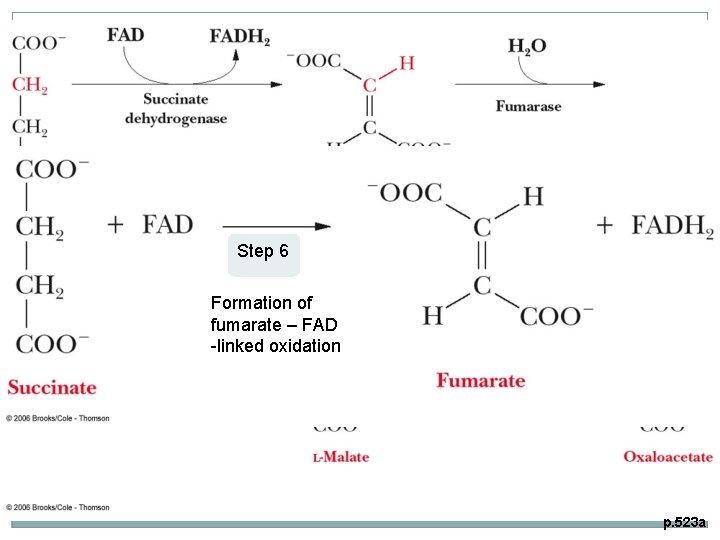 Step 6 Formation of fumarate – FAD -linked oxidation p. 523 a 