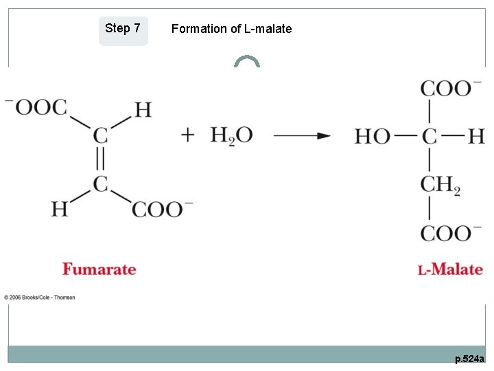 Step 7 Formation of L-malate p. 524 a 