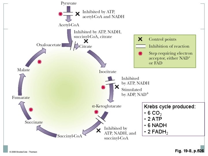 Krebs cycle produced: • 6 CO 2 • 2 ATP • 6 NADH •