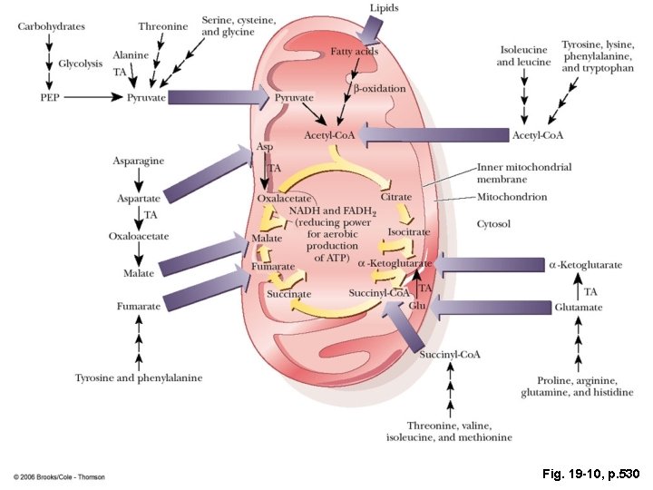 Fig. 19 -10, p. 530 