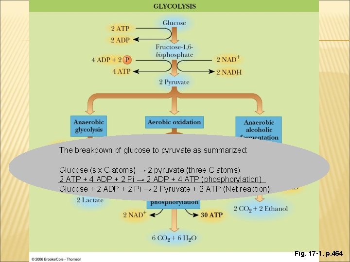 The breakdown of glucose to pyruvate as summarized: Glucose (six C atoms) → 2