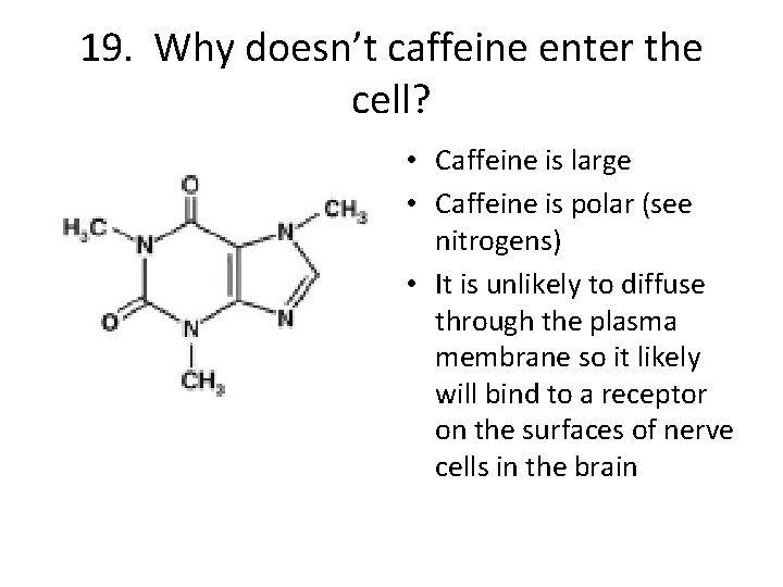 19. Why doesn’t caffeine enter the cell? • Caffeine is large • Caffeine is