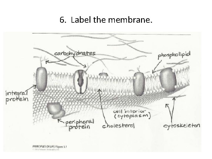 Unit 2 Review AP Biology Chapter 4 Cells
