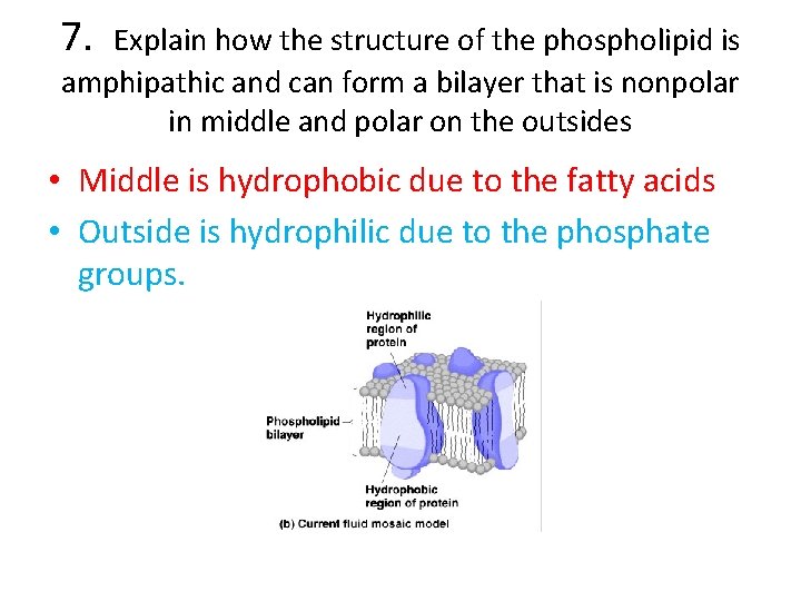 7. Explain how the structure of the phospholipid is amphipathic and can form a