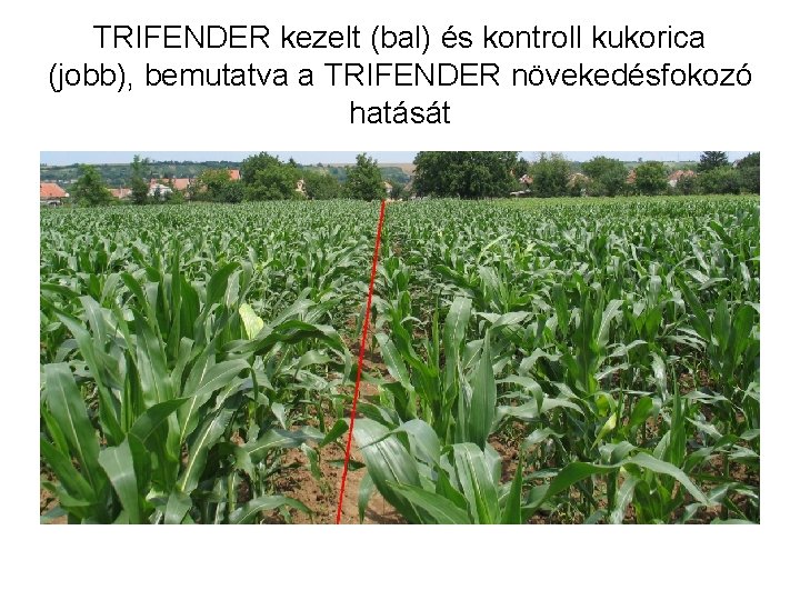 TRIFENDER kezelt (bal) és kontroll kukorica (jobb), bemutatva a TRIFENDER növekedésfokozó hatását 