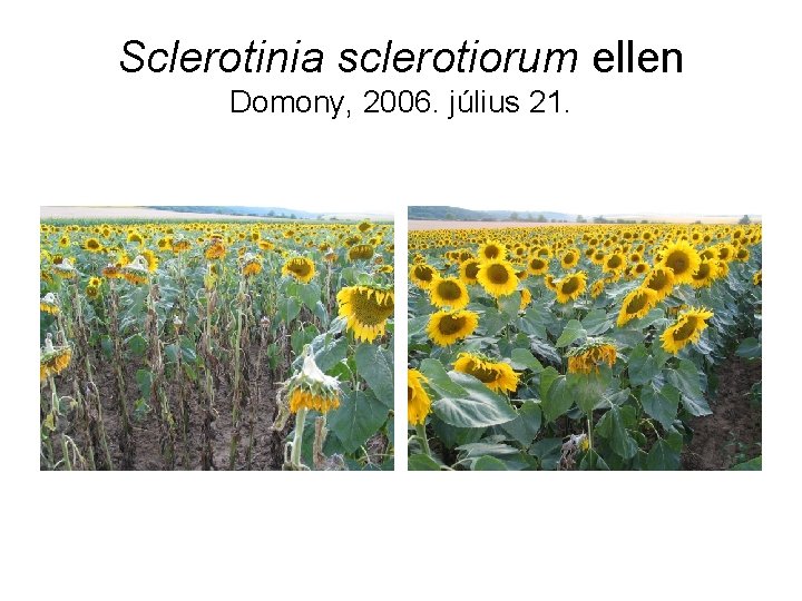 Sclerotinia sclerotiorum ellen Domony, 2006. július 21. 